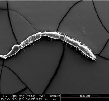 Media type: image;   Invertebrate Zoology 134641